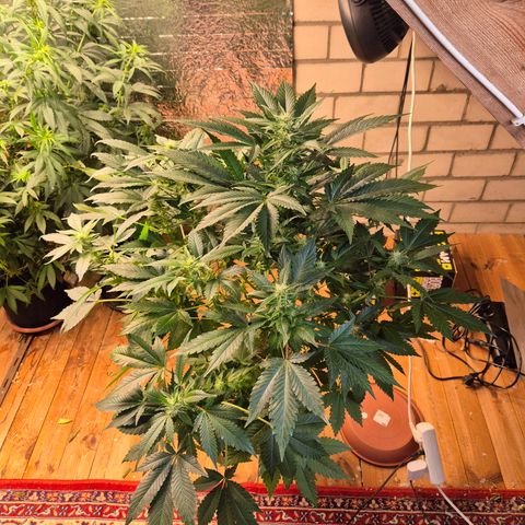 Moby 🍆  growlog timeline photo