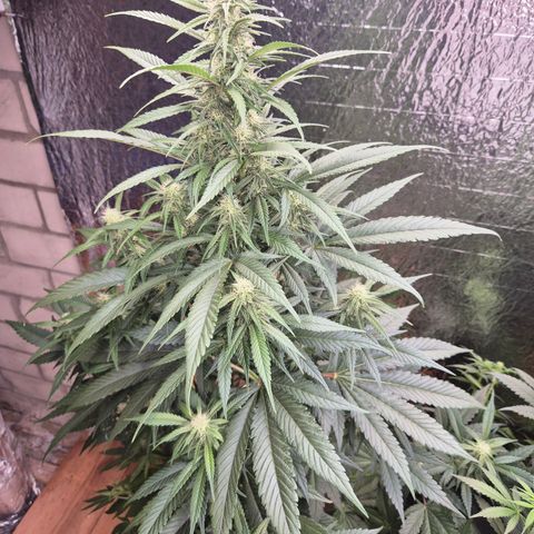 Black Domina 💃 growlog timeline photo