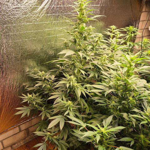 Black Domina 💃 growlog timeline photo