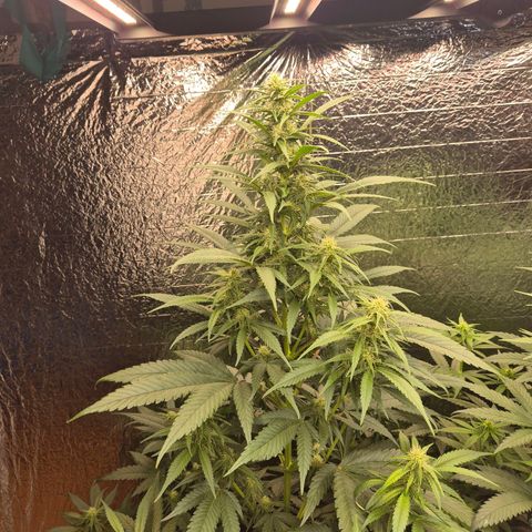 Black Domina 💃 growlog timeline photo