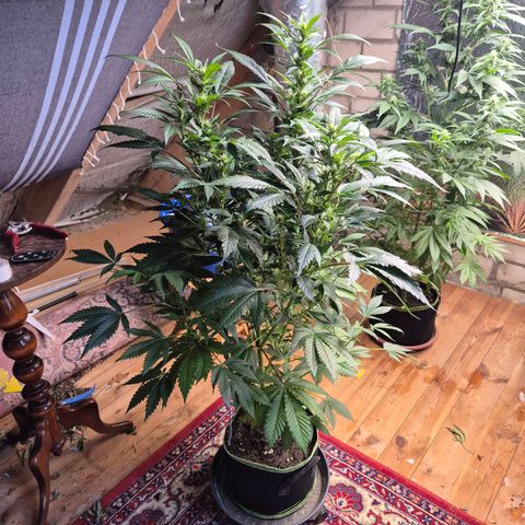 Moby Dick 1 growlog timeline photo
