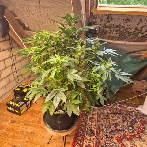 Moby 🍆  growlog timeline photo