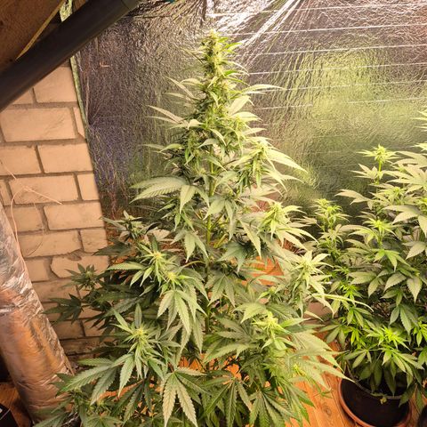 Black Domina 💃 growlog timeline photo