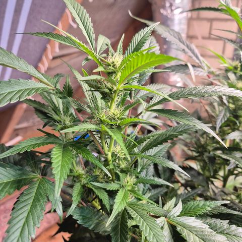Moby Dick 1 growlog timeline photo