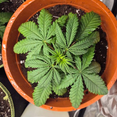 Afghani #1 (45-50bt) growlog timeline photo