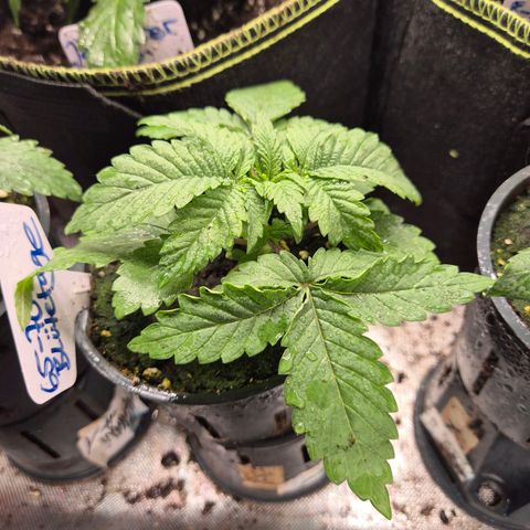 WTF- Königin Mimosa evo 👑👑👑 (65-70bt) growlog timeline photo