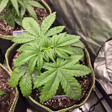 Biscotti (56-70bt) growlog timeline photo