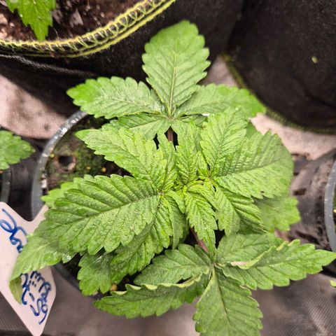 WTF- Königin Mimosa evo 👑👑👑 (65-70bt) growlog timeline photo