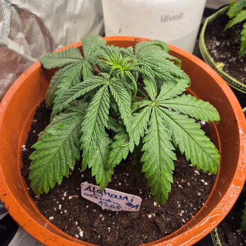 Afghani #1 (45-50bt) growlog timeline photo