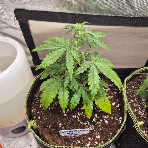 Gorilla Zkittles Auto anna growlog timeline photo