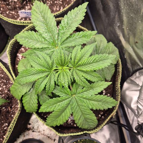 Biscotti (56-70bt) growlog timeline photo