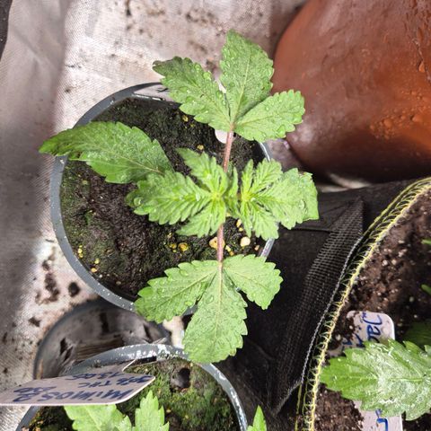 Anna, CBD (49-56BT/77- 84 Tage nach Keimung) growlog timeline photo