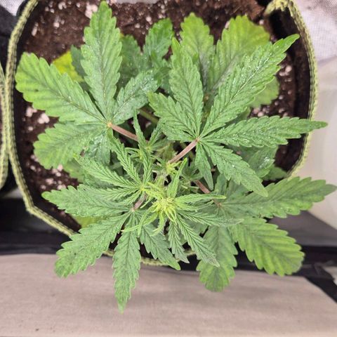 Gorilla Zkittles Auto anna growlog timeline photo