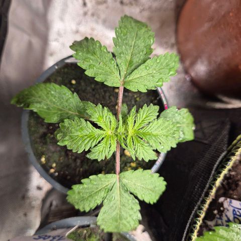 Anna, CBD (49-56BT/77- 84 Tage nach Keimung) growlog timeline photo