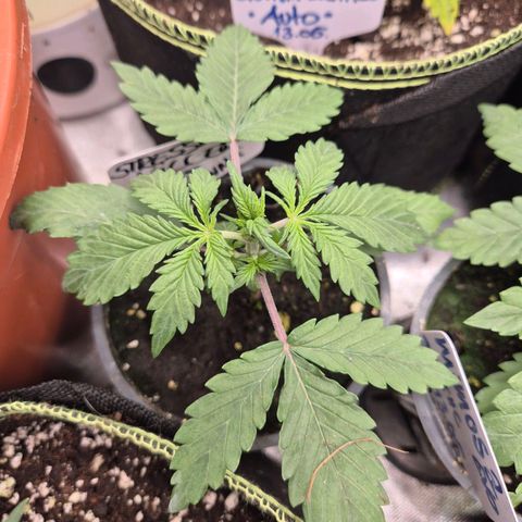 Anna, CBD (49-56BT/77- 84 Tage nach Keimung) growlog timeline photo