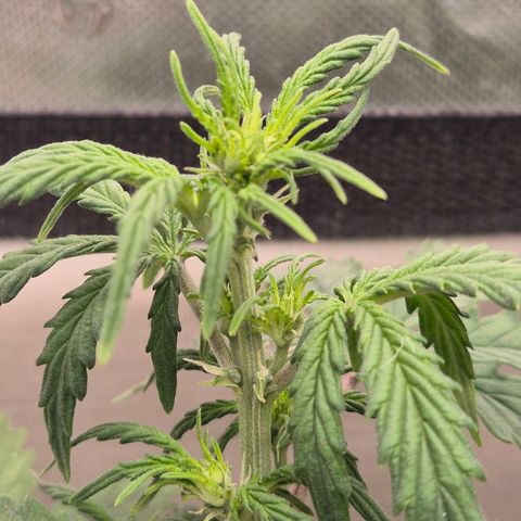 Gorilla Zkittles Auto anna growlog timeline photo