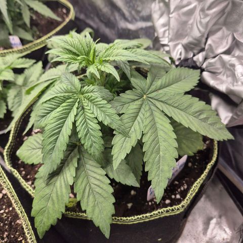 Biscotti (56-70bt) growlog timeline photo