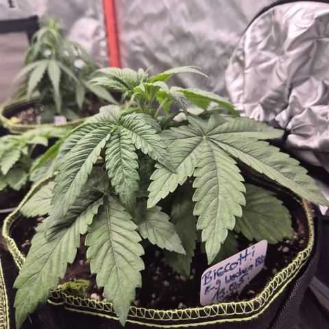 Biscotti (56-70bt) growlog timeline photo
