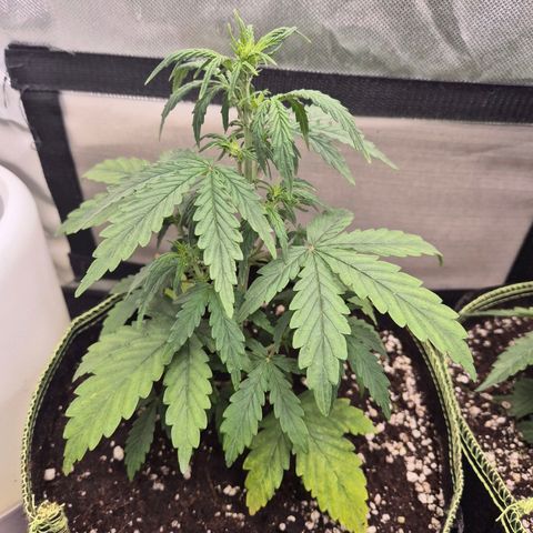 Gorilla Zkittles Auto anna growlog timeline photo