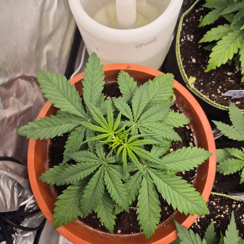 Afghani #1 (45-50bt) growlog timeline photo