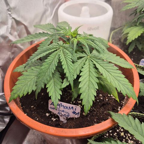 Afghani #1 (45-50bt) growlog timeline photo