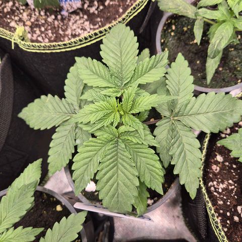 WTF- Königin Mimosa evo 👑👑👑 (65-70bt) growlog timeline photo