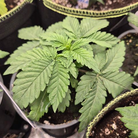 WTF- Königin Mimosa evo 👑👑👑 (65-70bt) growlog timeline photo