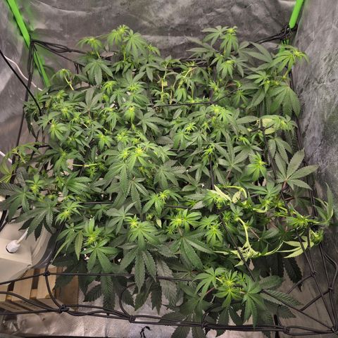 Apple crumble Ben growlog photo: Neue gestretcht