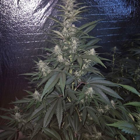 Black Domina 💃 growlog photo: 😍👌👌💪 Das sieht doch vielversprechend aus!💚🌱