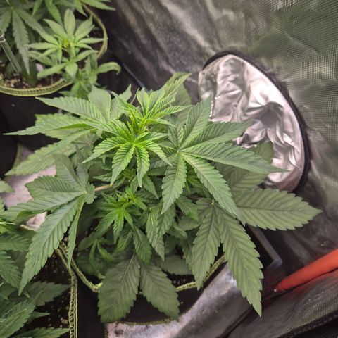 Biscotti (56-70bt) growlog timeline photo
