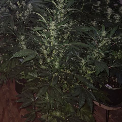 Moby Dick 1 growlog timeline photo