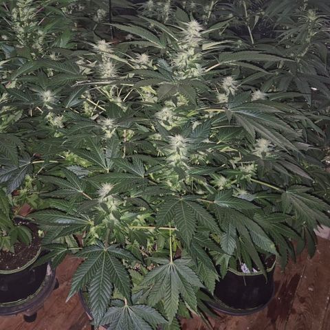 Moby 🍆  growlog timeline photo