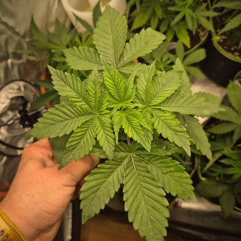 WTF- Königin Mimosa evo 👑👑👑 (65-70bt) growlog timeline photo