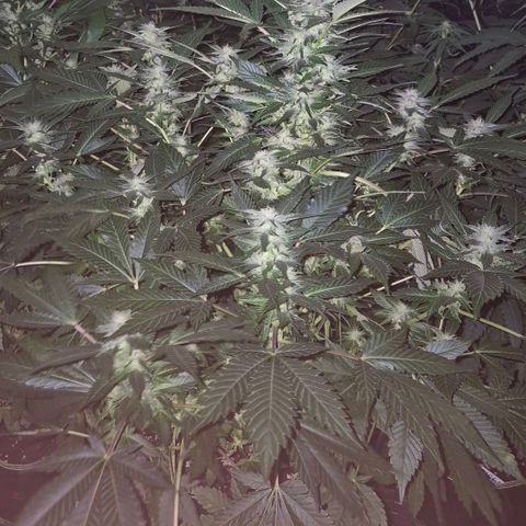 Moby 🍆  growlog timeline photo