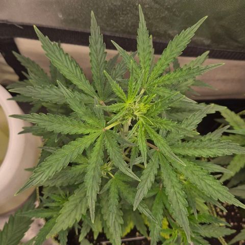 Gorilla Zkittles Auto anna growlog timeline photo