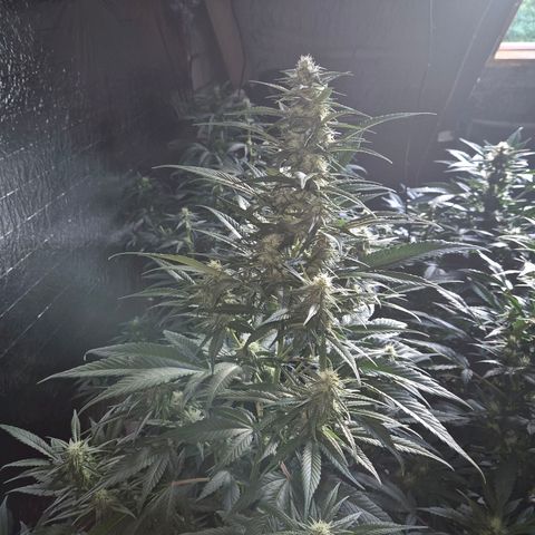 Black Domina 💃 growlog photo: 😍👌👌💪 Das sieht doch vielversprechend aus!💚🌱