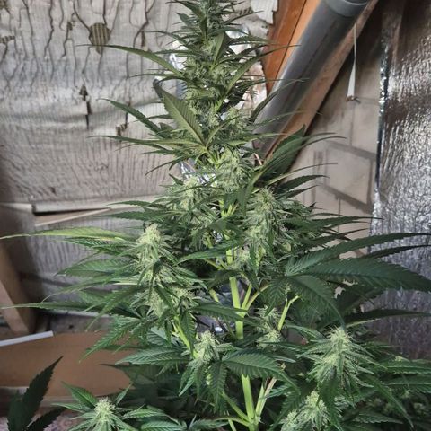 Black Domina 💃 growlog photo: 😍👌👌💪 Das sieht doch vielversprechend aus!💚🌱