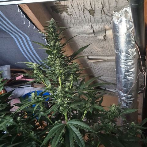 Black Domina 💃 growlog photo: 😍👌👌💪 Das sieht doch vielversprechend aus!💚🌱