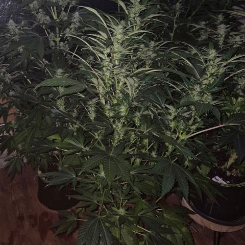 Moby Dick 1 growlog timeline photo