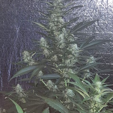 Black Domina 💃 growlog photo: 😍👌👌💪 Das sieht doch vielversprechend aus!💚🌱