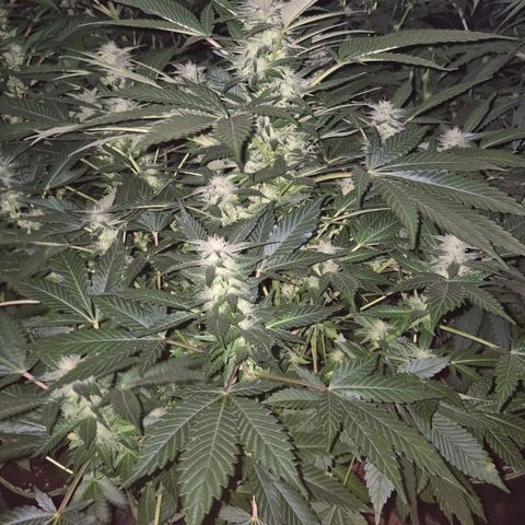 Moby 🍆  growlog timeline photo