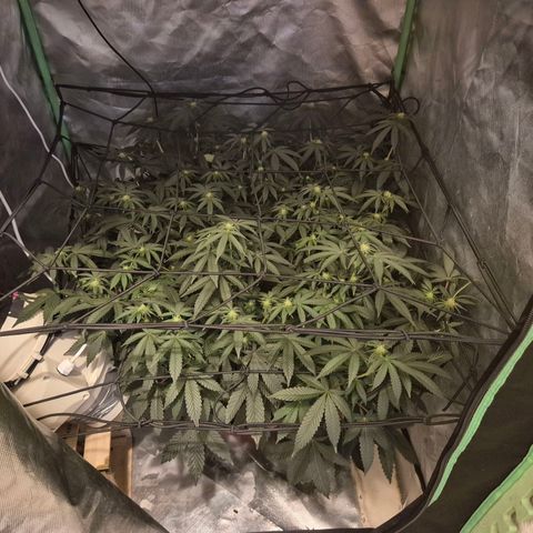 Apple crumble Ben growlog timeline photo