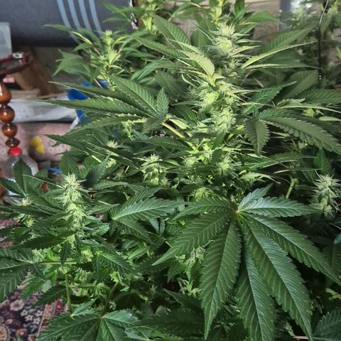 Moby 🍆  growlog timeline photo