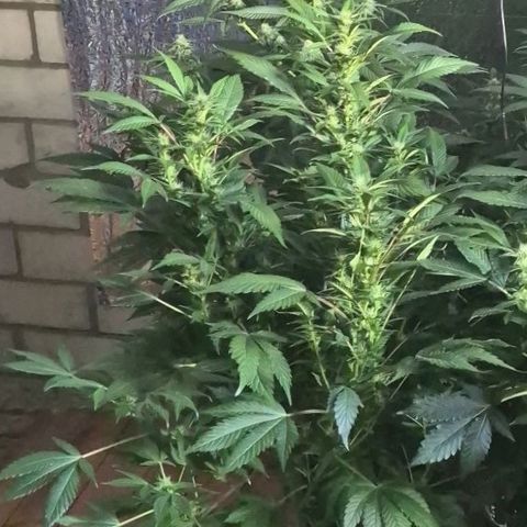 Moby Dick 1 growlog timeline photo