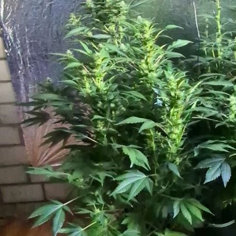Moby Dick 1 growlog timeline photo