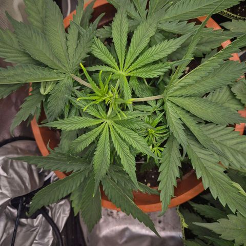 Afghani #1 (45-50bt) growlog timeline photo