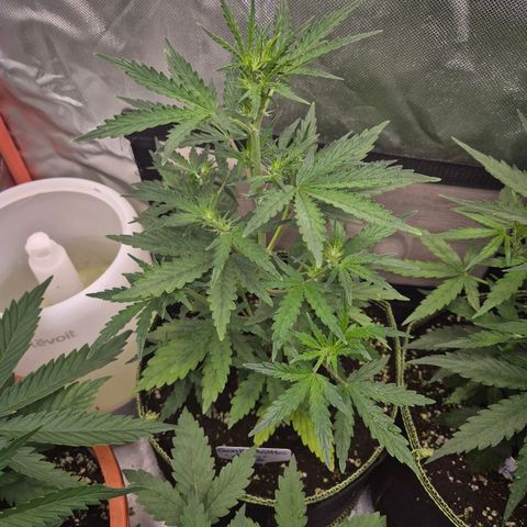 Gorilla Zkittles Auto anna growlog timeline photo