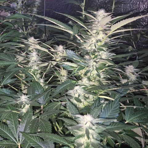 Moby 🍆  growlog timeline photo