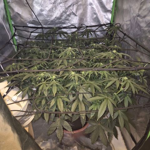 Apple crumble Ben growlog timeline photo