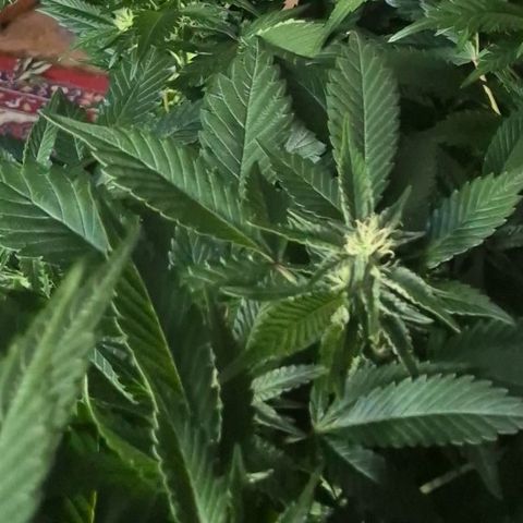 Moby 🍆  growlog timeline photo